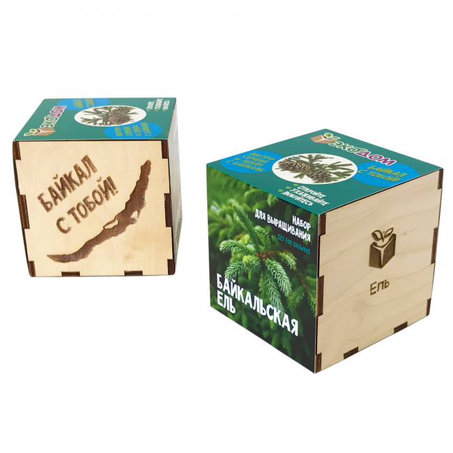 Подарочный набор для выращивания в кубике "Ель Байкальская"