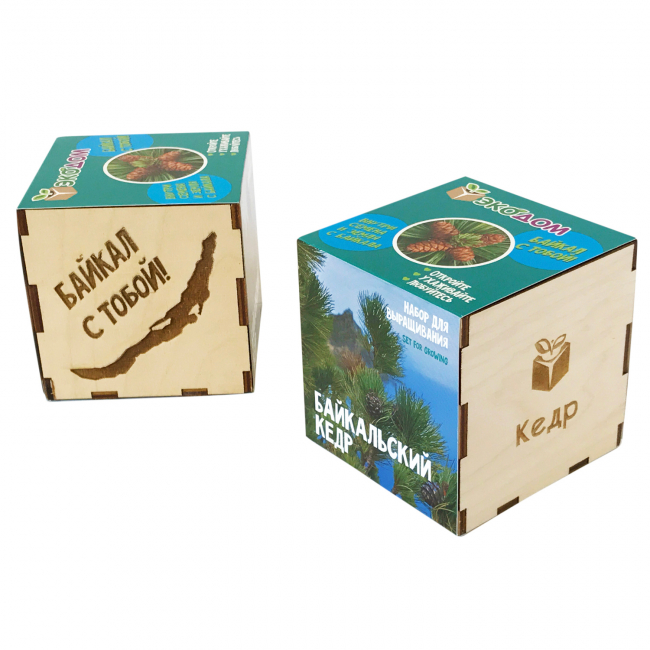 Подарочный набор для выращивания в кубике  "Кедр Байкальский"