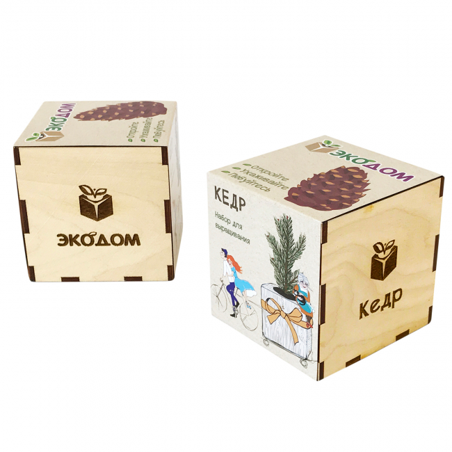 Подарочный набор для выращивания в кубике "Кедр"