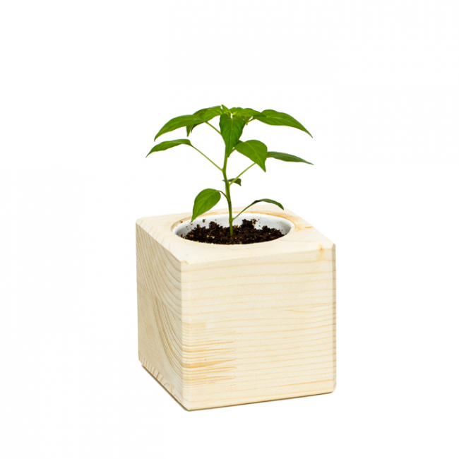 Подарочный набор для выращивания в кубике "Перец чили"