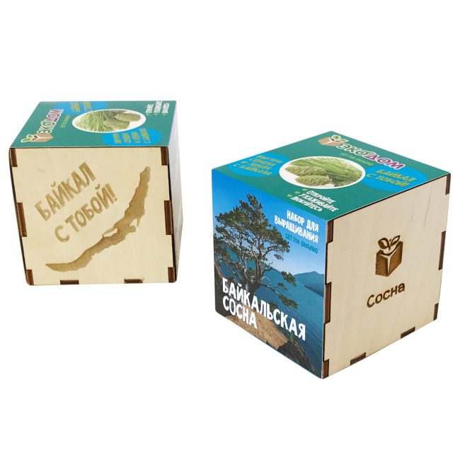Подарочный набор для выращивания в кубике "Сосна Байкальская"