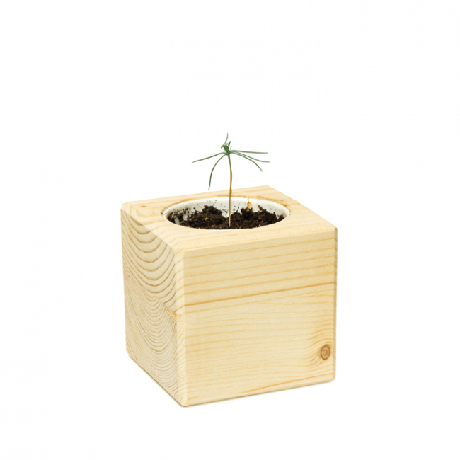 Подарочный набор для выращивания в кубике "Сосна обыкновенная"