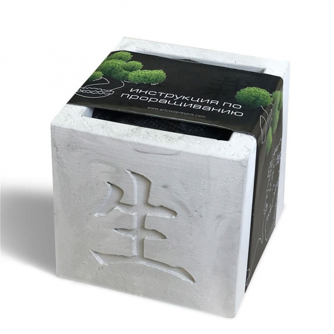 Подарочный набор "Вырасти Бонсай дома. Айва Японская". В дизайнерском кубике.